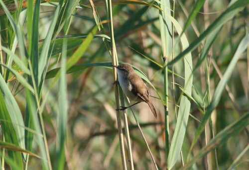 Lesser Swamp Warbler
