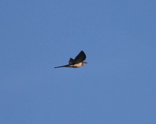 Red-chested Cuckoo