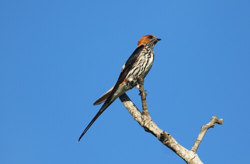 Lesser Striped Swallow