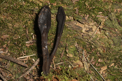 Geoglossum