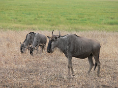 Connochaetes taurinus albojubatus