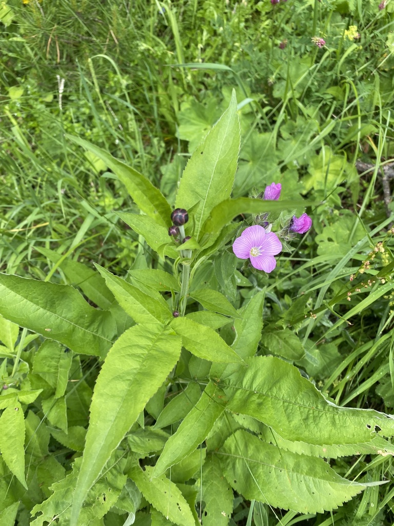 Cephalaria calcarea