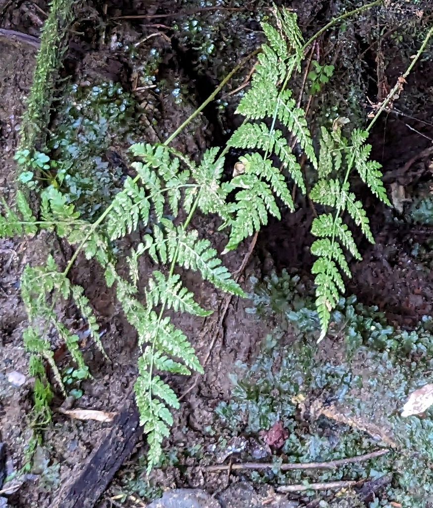 spreading wood fern from Duvall, WA 98019, USA on November 17, 2023 at