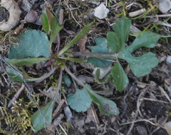 Ranunculus abortivus