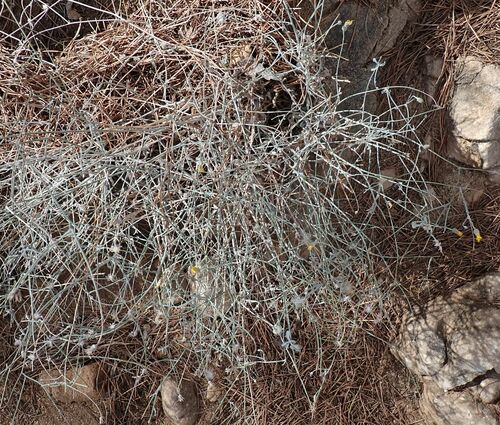 Albaida (Anthyllis cytisoides)