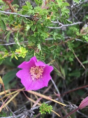 Rosa minutifolia