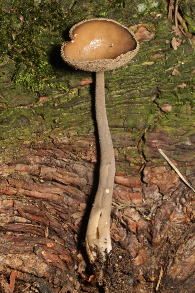 Elfin Saddles from Centre Hall, PA 16828, USA on August 6, 2023 at 12