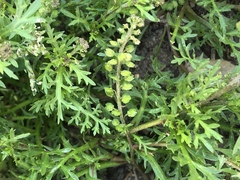 Lepidium strictum
