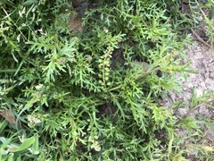Lepidium strictum