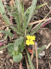 Camissoniopsis lewisii