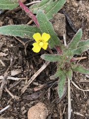Camissoniopsis lewisii