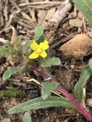 Camissoniopsis lewisii