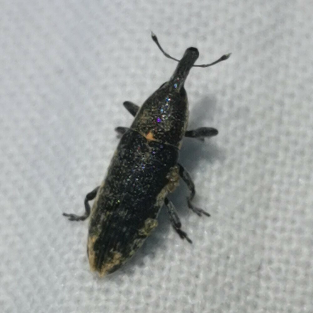Lixus subtilis from Bleckede, Deutschland on November 15, 2023 at 09:02 ...
