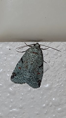 Maliattha concinnimacula