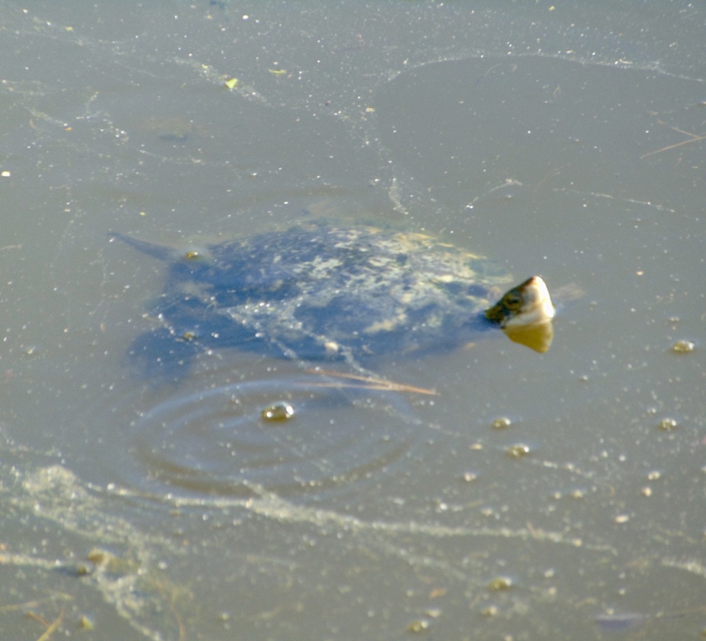 Northwestern Pond Turtle from Heather Farm Park, Walnut Creek, CA, US ...