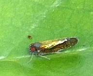 Muirolonia metallica image