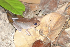 Southern Night Frog photo 4