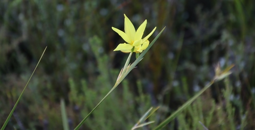 Image of Sword Rushiris (Bobartia gladiata) by (c) Tony Rebelo, some rights reserved (CC BY-SA)