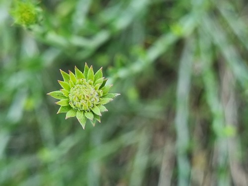 Malesherbia fasciculata (Malesherbia fasciculata)
