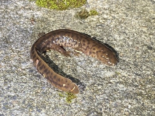 Tsitou Newt, Pachytriton brevipes