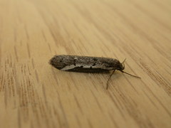 Philobota stella
