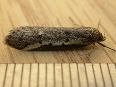 Philobota stella