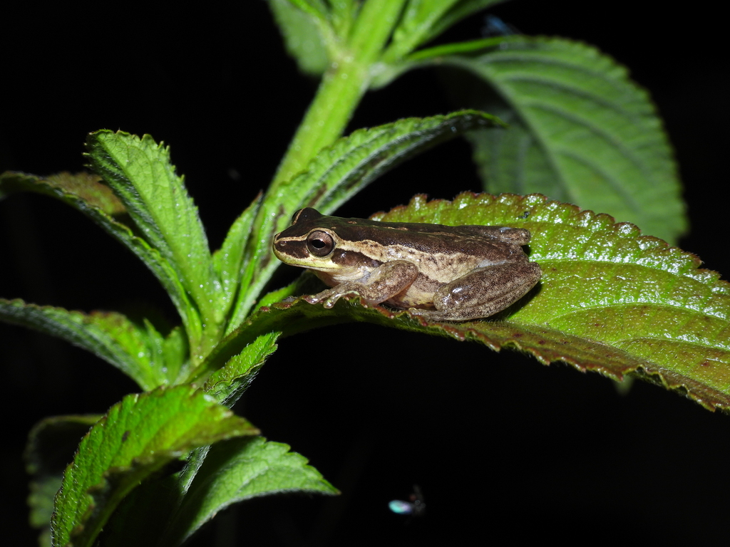 San Agustin Treefrog