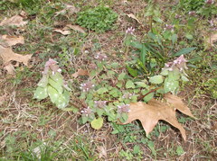 Lamium purpureum