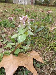 Lamium purpureum