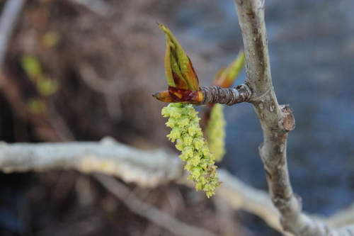 Balsam Poplar