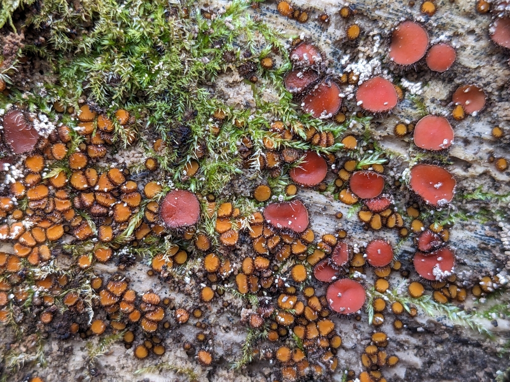 Common Eyelash in November 2023 by maeve_snail. Mixed with scutellinia