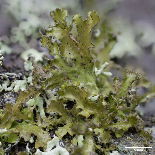 pľuzgierka hnedá (Tuckermanopsis chlorophylla)