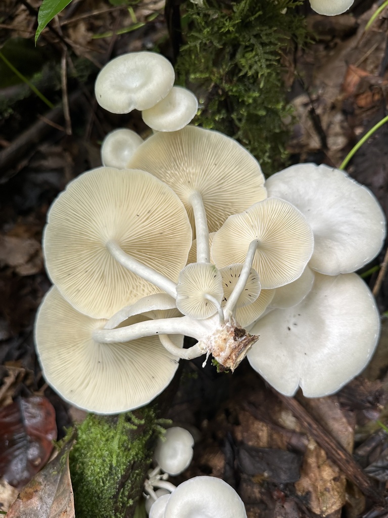 Lentinus concavus · November 2023 · photo: © heimatlos (iNaturalist, cc0)