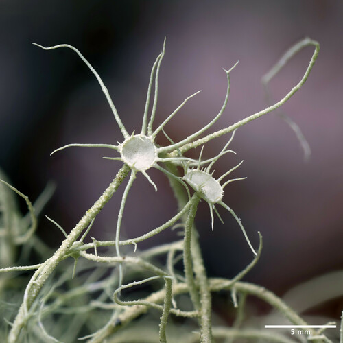 bradatec rozkvitnutý (Usnea florida)