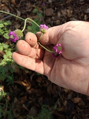 Dalea emarginata