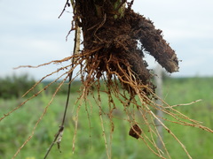 Panicum hirticaule