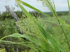 Panicum hirticaule