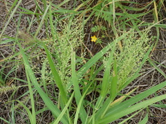 Panicum hirticaule