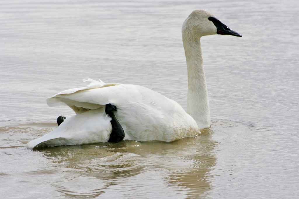 trumpeter swans mate for life