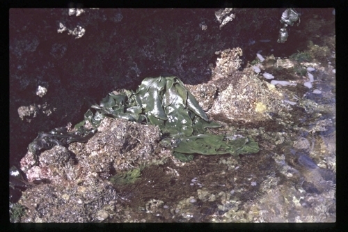 Codium latum