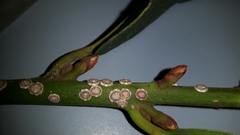 Ceroplastes japonicus