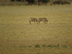 Equus zebra hartmannae