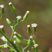 Southern Horseweed - Photo (c) Peter Friedman, some rights reserved (CC BY-NC), uploaded by Peter Friedman