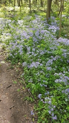 Phlox divaricata laphamii