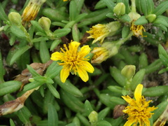 Pectis multiflosculosa