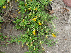 Pectis multiflosculosa