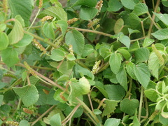 Acalypha microphylla