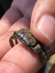 Pachygrapsus