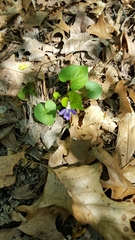 Viola palmata