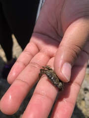 Pachygrapsus